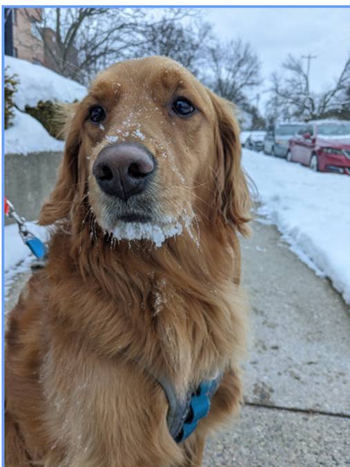 Dog with snow on her face